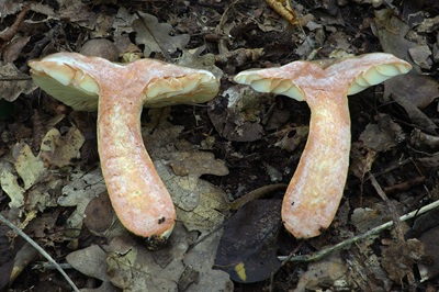 lactarius-acris5