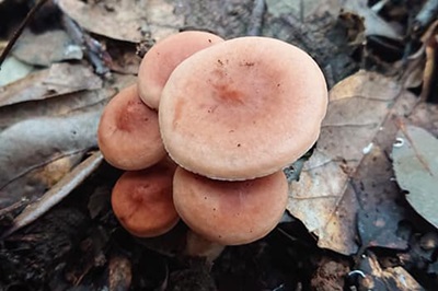 lactarius-atlanticus1