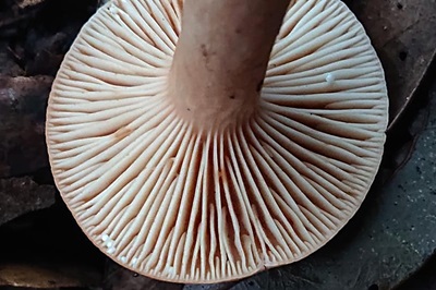 lactarius-atlanticus2