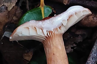 lactarius-atlanticus3