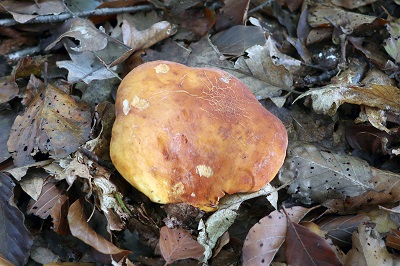 Lactarius aurantiacus