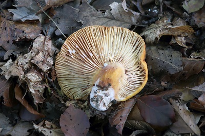 lactarius-aurantiacus1