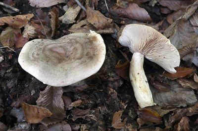 Lactarius blennius