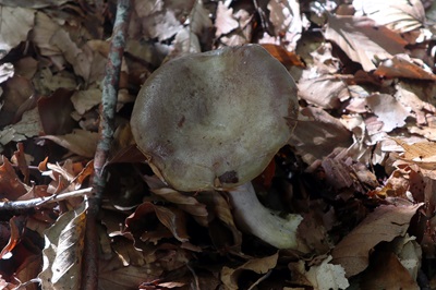 lactarius-blennius1