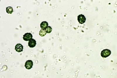 lactarius-blennius11