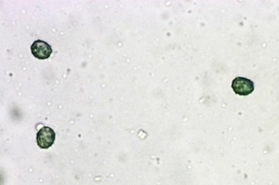 lactarius-blennius12