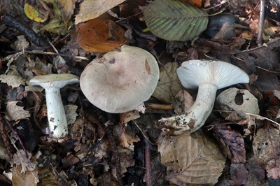 lactarius-blennius3