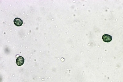 lactarius-blennius5