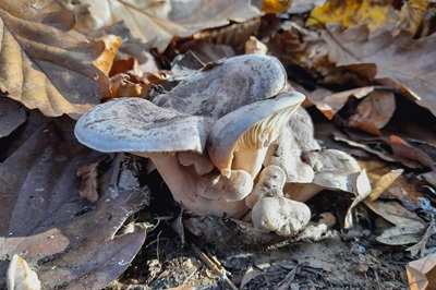 lactarius-blennius6