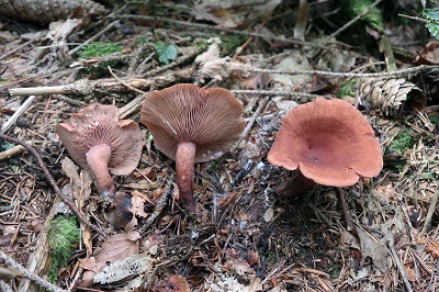 Lactarius camphoratus
