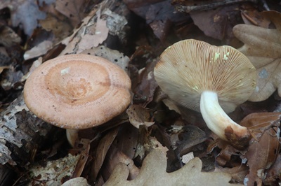 Lactarius chrysorrheus