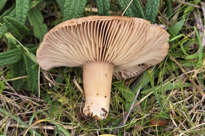 lactarius-cistophilus1