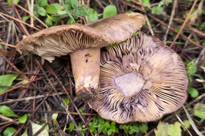 lactarius-cistophilus2