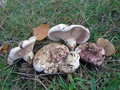 Lactarius controversus