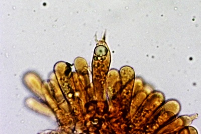 lactarius-cremor10