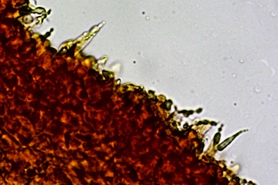 lactarius-cremor12