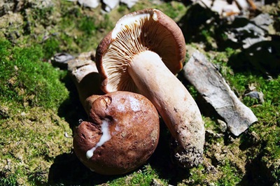 Lactarius decipiens