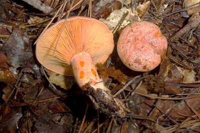 Lactarius deliciosus