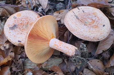 lactarius-deliciosus2