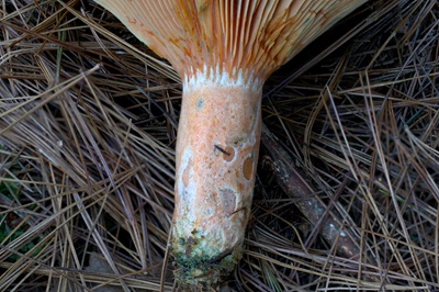 lactarius-deliciosus5