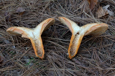 lactarius-deliciosus6