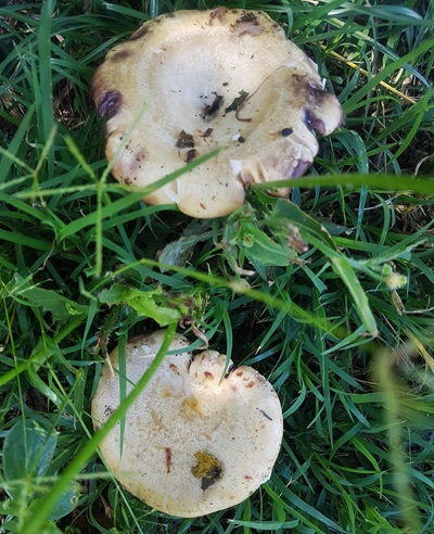 lactarius-flavidus1