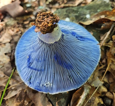 lactarius-indigo1