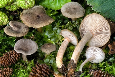 Lactarius lepidotus