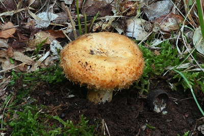 lactarius-mairei1