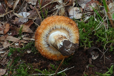 lactarius-mairei2