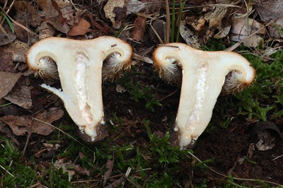 lactarius-mairei3
