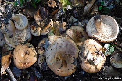 Lactarius pallidus