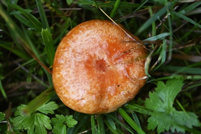lactarius-porninsis1