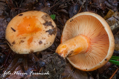 Lactarius salmonicolor