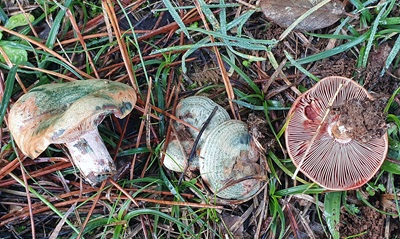 Lactarius sanguifluus