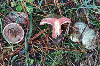 lactarius-sanguifluus1