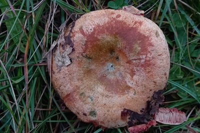 lactarius-sanguifluus2