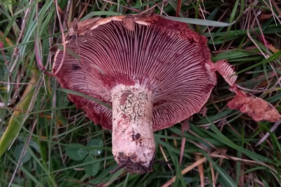 lactarius-sanguifluus3