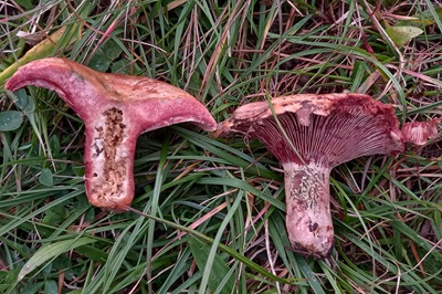 lactarius-sanguifluus4