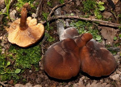 Lactarius subumbonatus