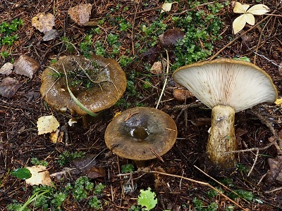 Lactarius turpis