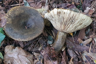 Lactarius turpis
