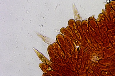 lactarius-zonarius10