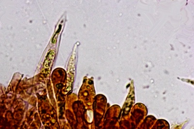 lactarius-zonarius11