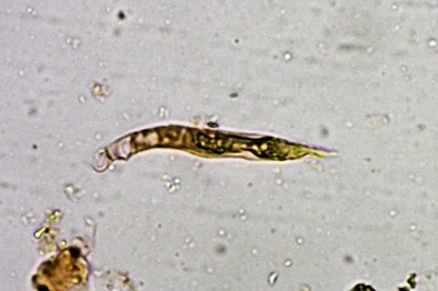 lactarius-zonarius12