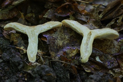 lactarius-zonarius5