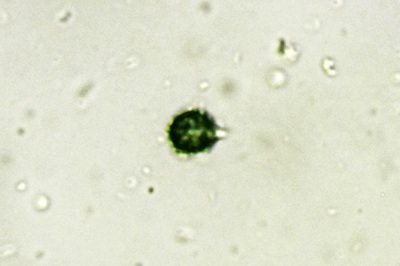 lactarius-zonarius7