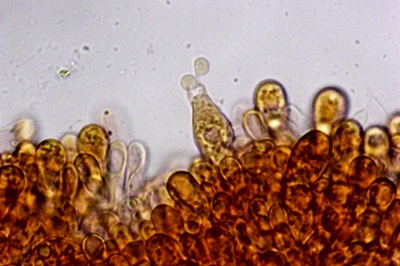 lactarius-zonarius9