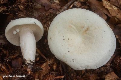 Lactifluus piperatus