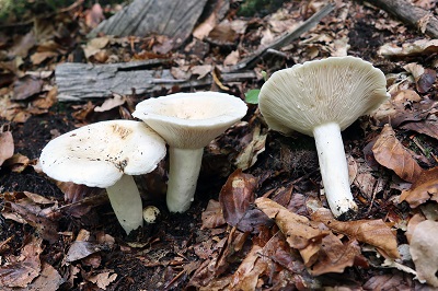lactifluus-piperatus1